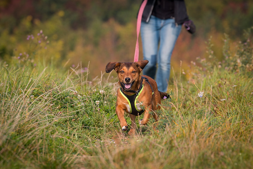 Mantrailing KHDogTraining Mantrailing KHDogTraining